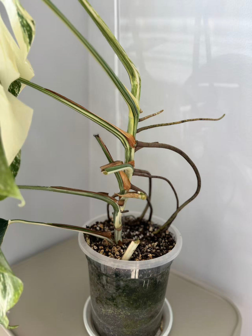 Monstera Albo -Japanese XL (Pick up& GTA Delivery Only)