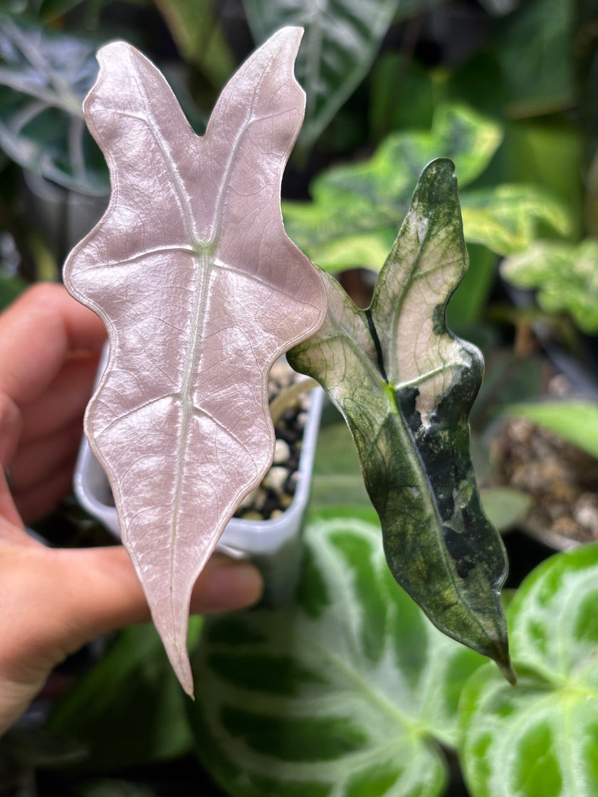 Alocasia Noblis Pink K form @BC Warehouse