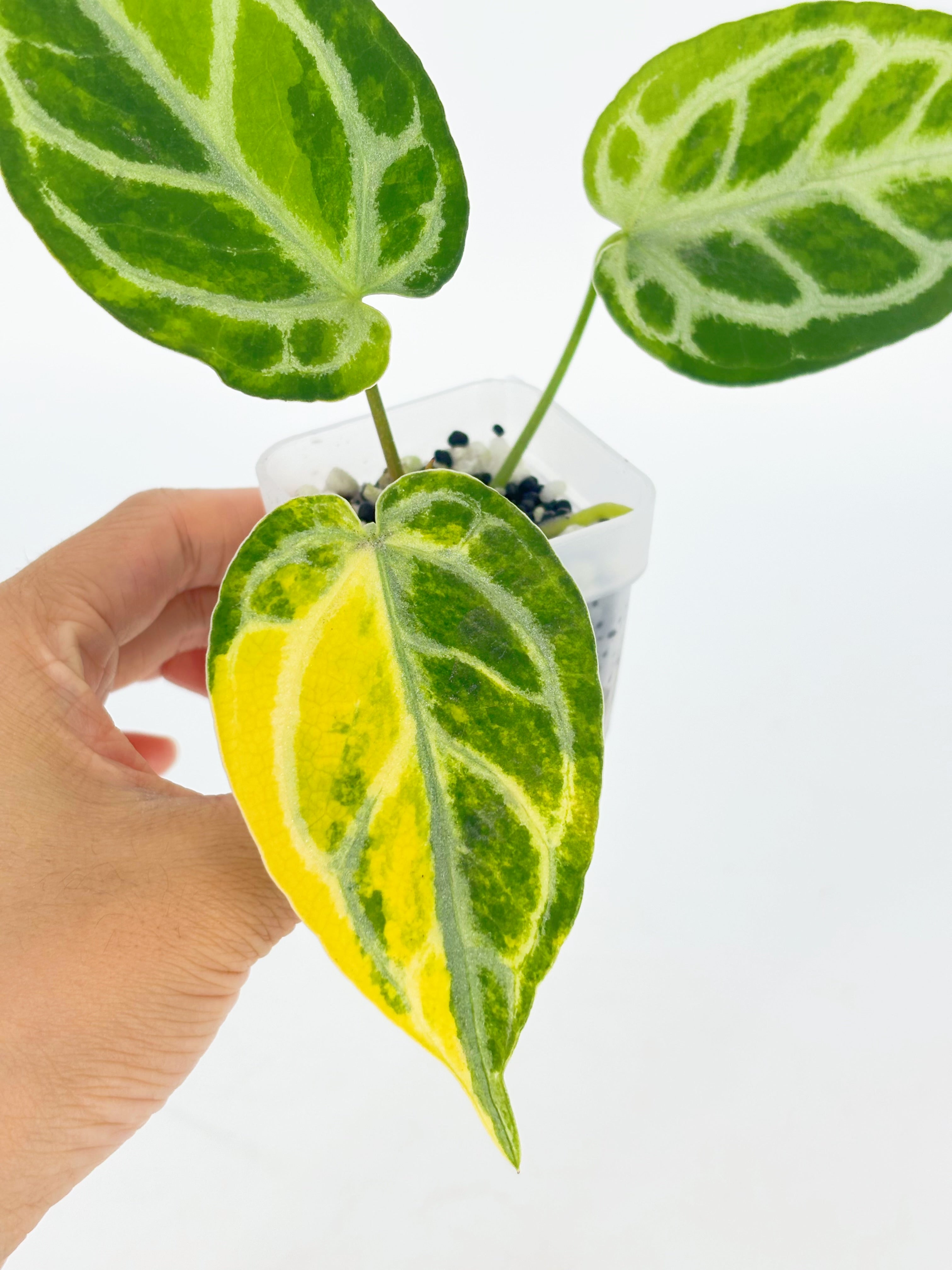 Anthurium Crystallinum Var@BC Warehouse