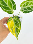 Anthurium Crystallinum Var@BC Warehouse