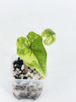 Alocasia Combo (Jacklyn Aurea & Dragon Scale Albo) @BC Warehouse