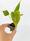 Anthurium Combo (Veitchii & Papi fsrl x Lux) @BC Warehouse