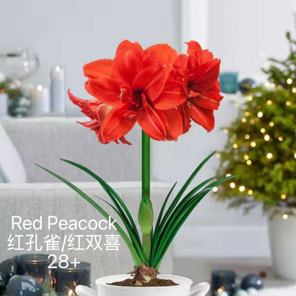 Holiday Amaryllis Bulb Limited Edition -Free Gift Package
