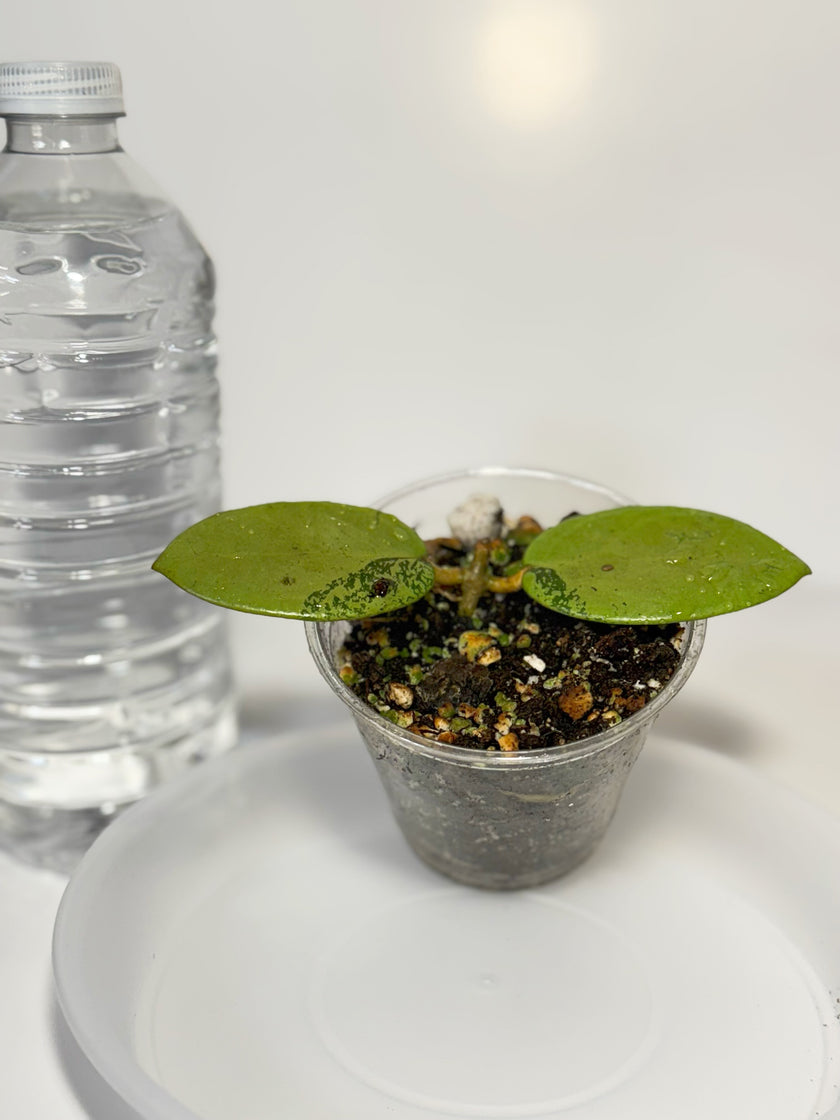 Hoya Silver Dollar -03a1