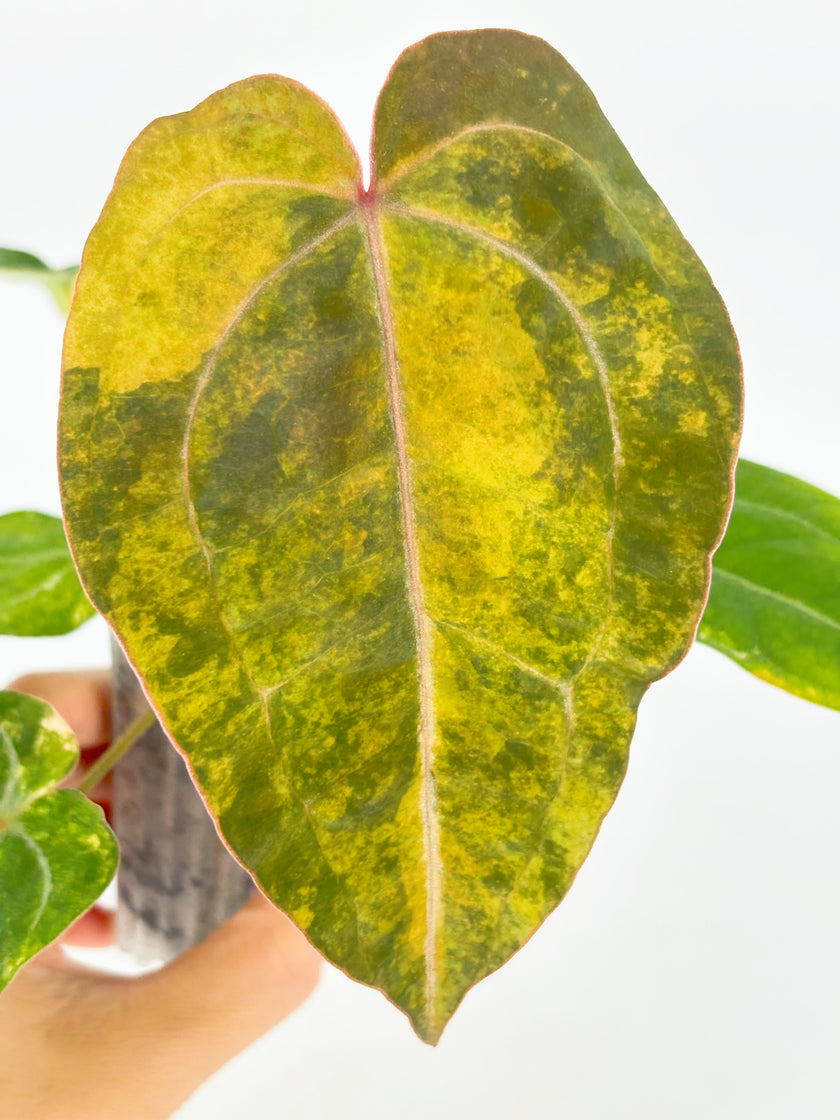 Anthurium Forgetii x Zara Michelle Variegated@BC Warehouse