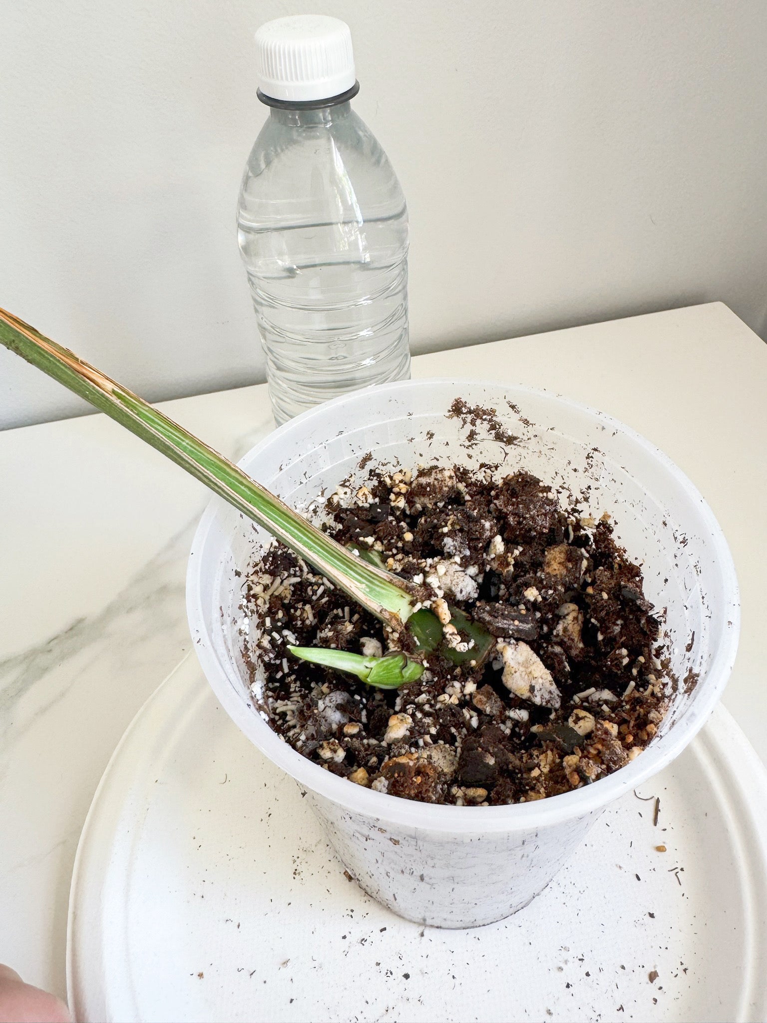 Monstera Albo -Japan *Pick up& GTA Delivery Only*