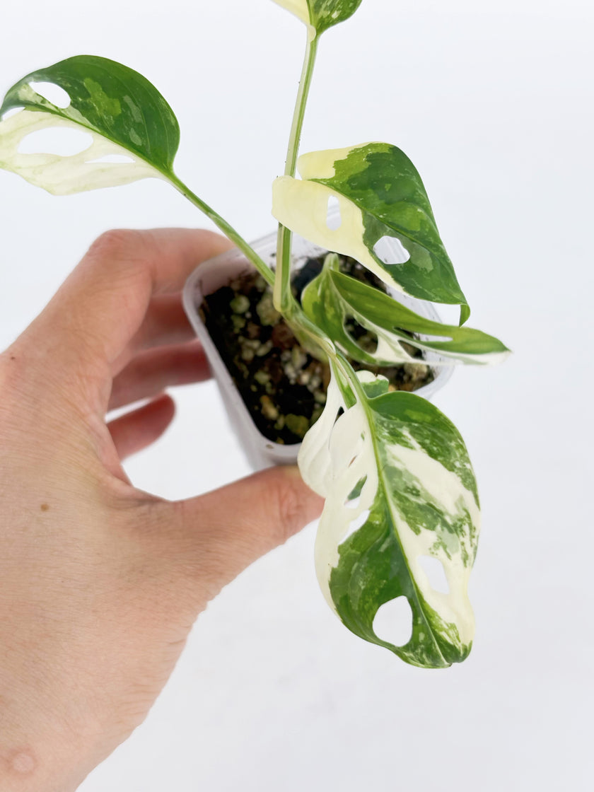 Monstera Adansonii Tricolor@BC Warehouse
