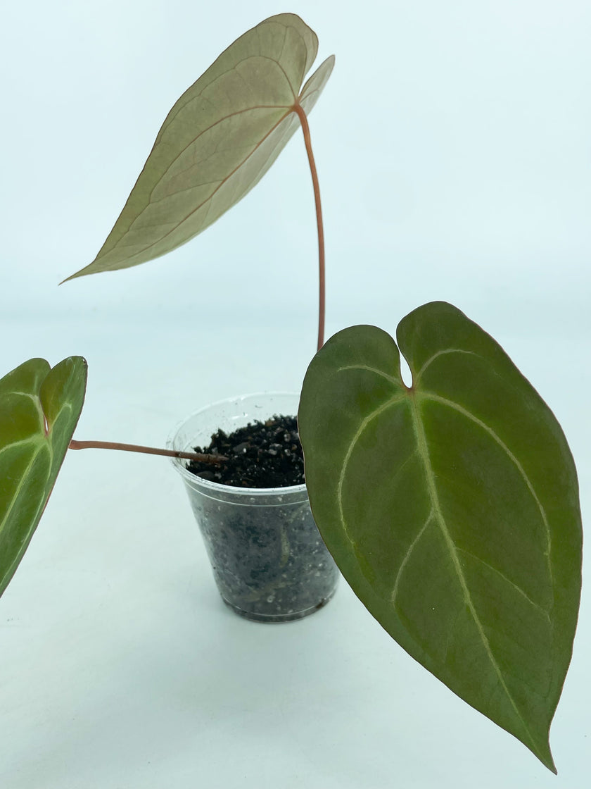 Anthurium Ace of Spades Self