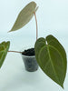 Anthurium Ace of Spades