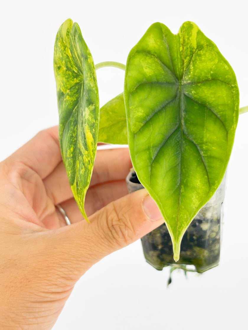 Alocasia Dragon Scale Aurea @BC Warehouse