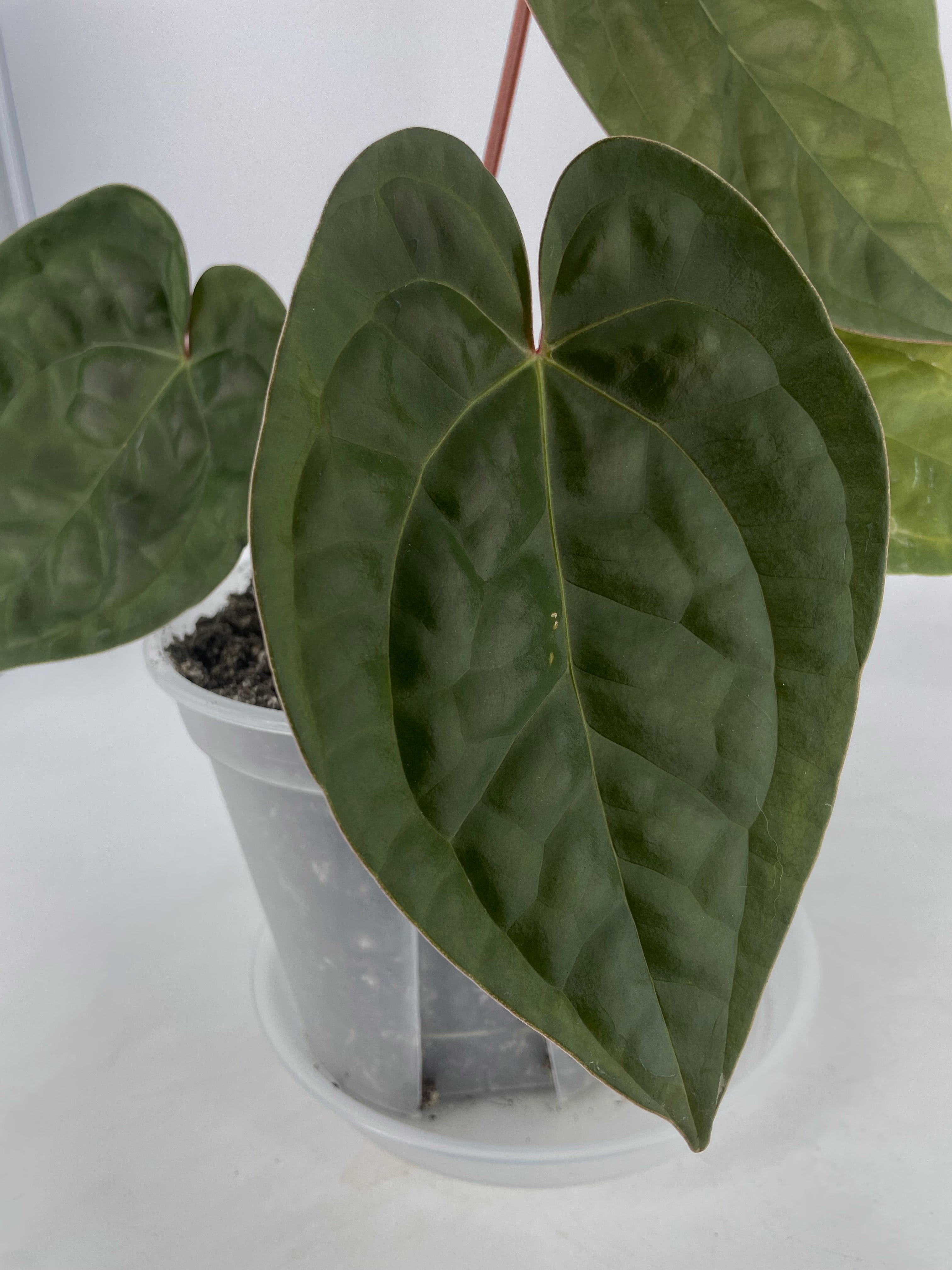 Anthurium Michelle x Besseae aff (XL)