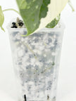 Alocasia Melo Albo@BC Warehouse