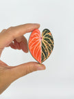 Tropical Leaf Magnet — Anthurium Series