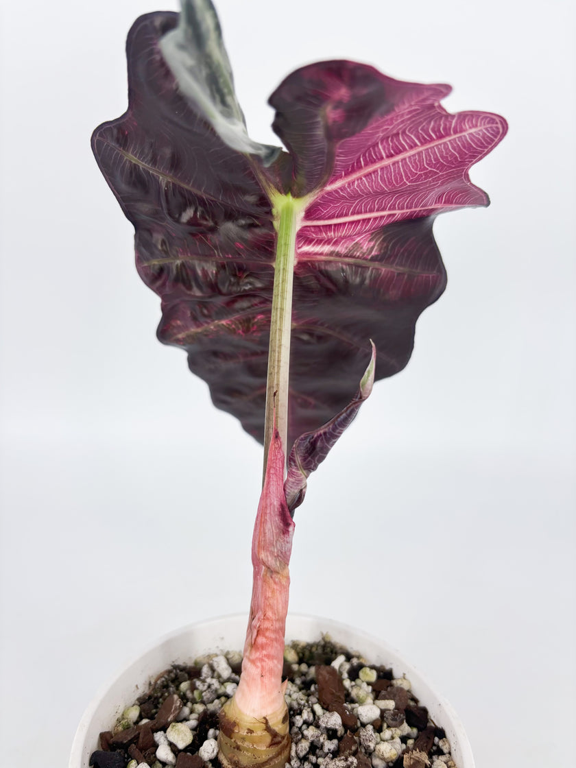 Alocasia Combo (Pink Polly & Chantrieri Pink) Pick Up Only@BC Warehouse