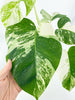 Monstera Albo *Pick Up&Local delivery Only*