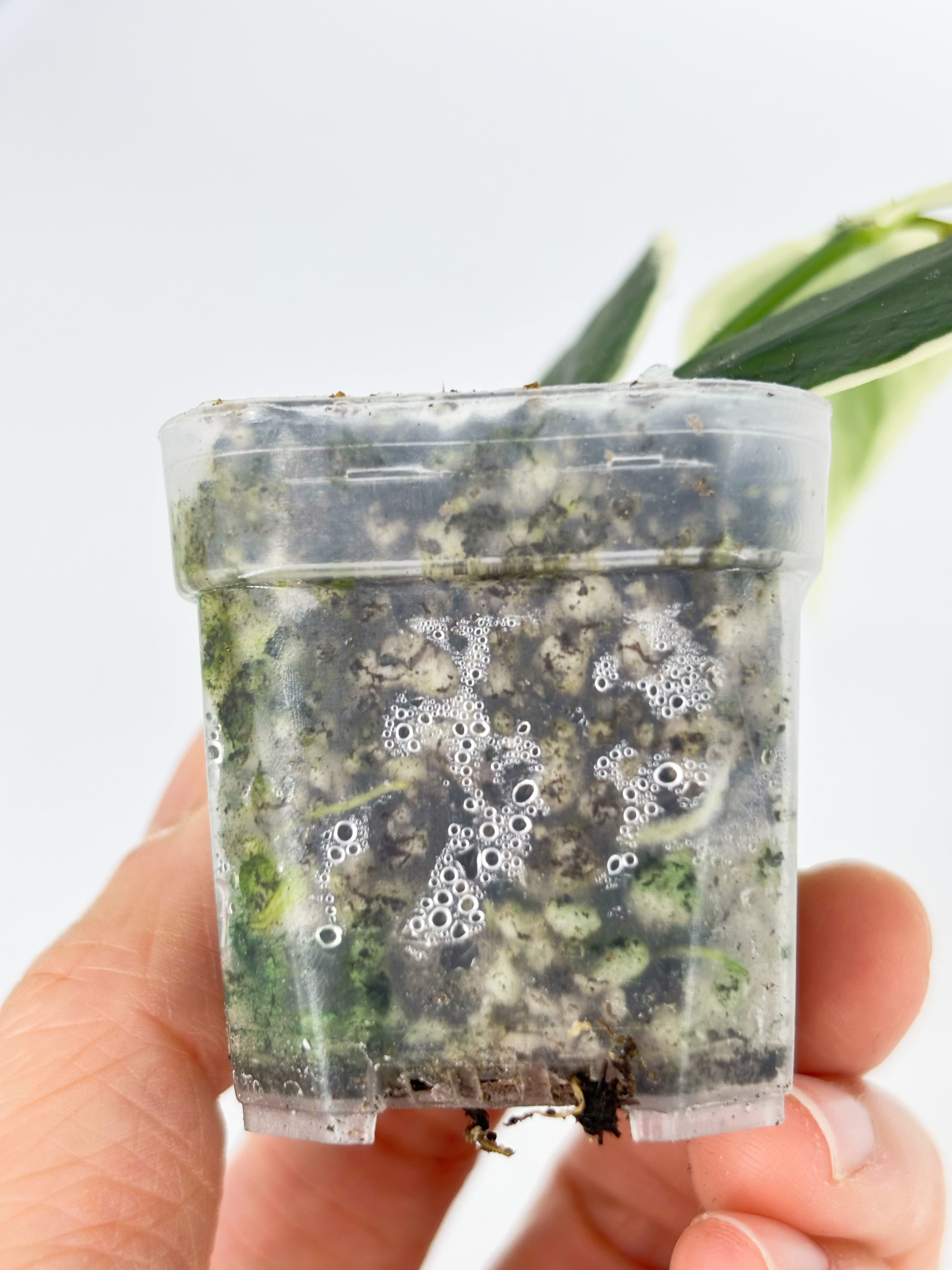 Hoya Combo (Silver Dollar & Polyneura outer variegated)