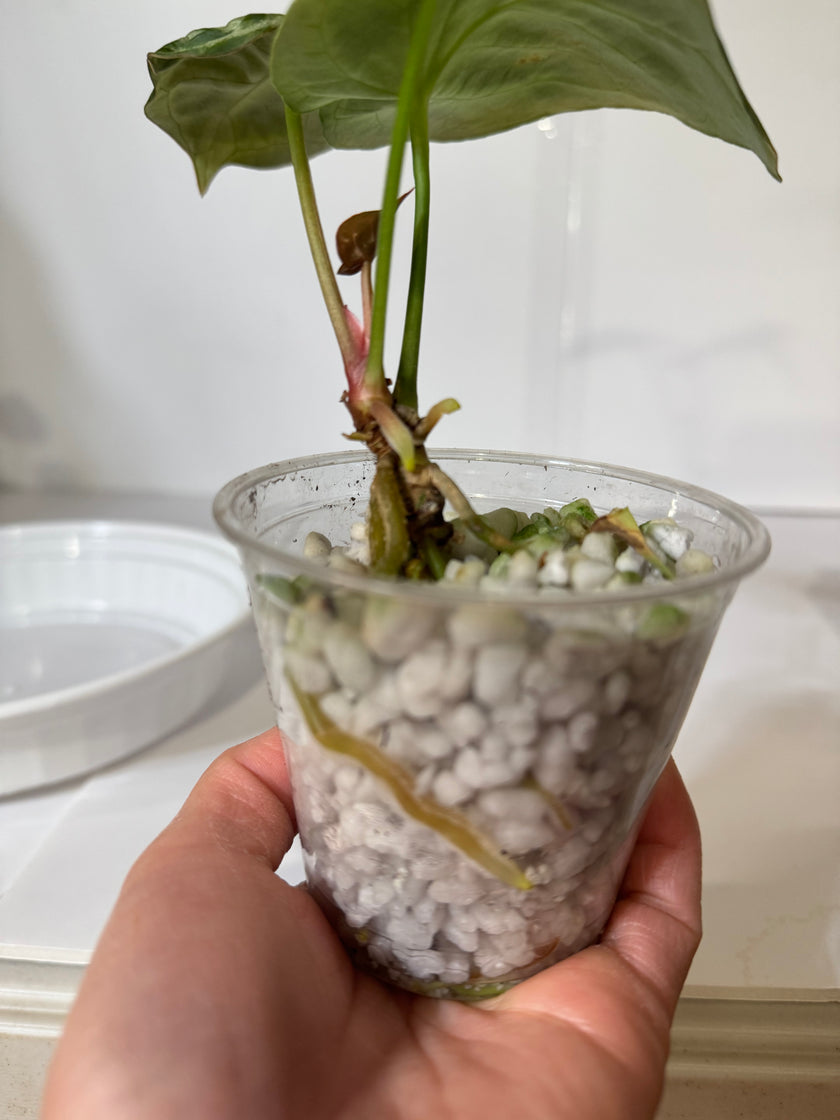 Anthurium Dorayaki - Silver