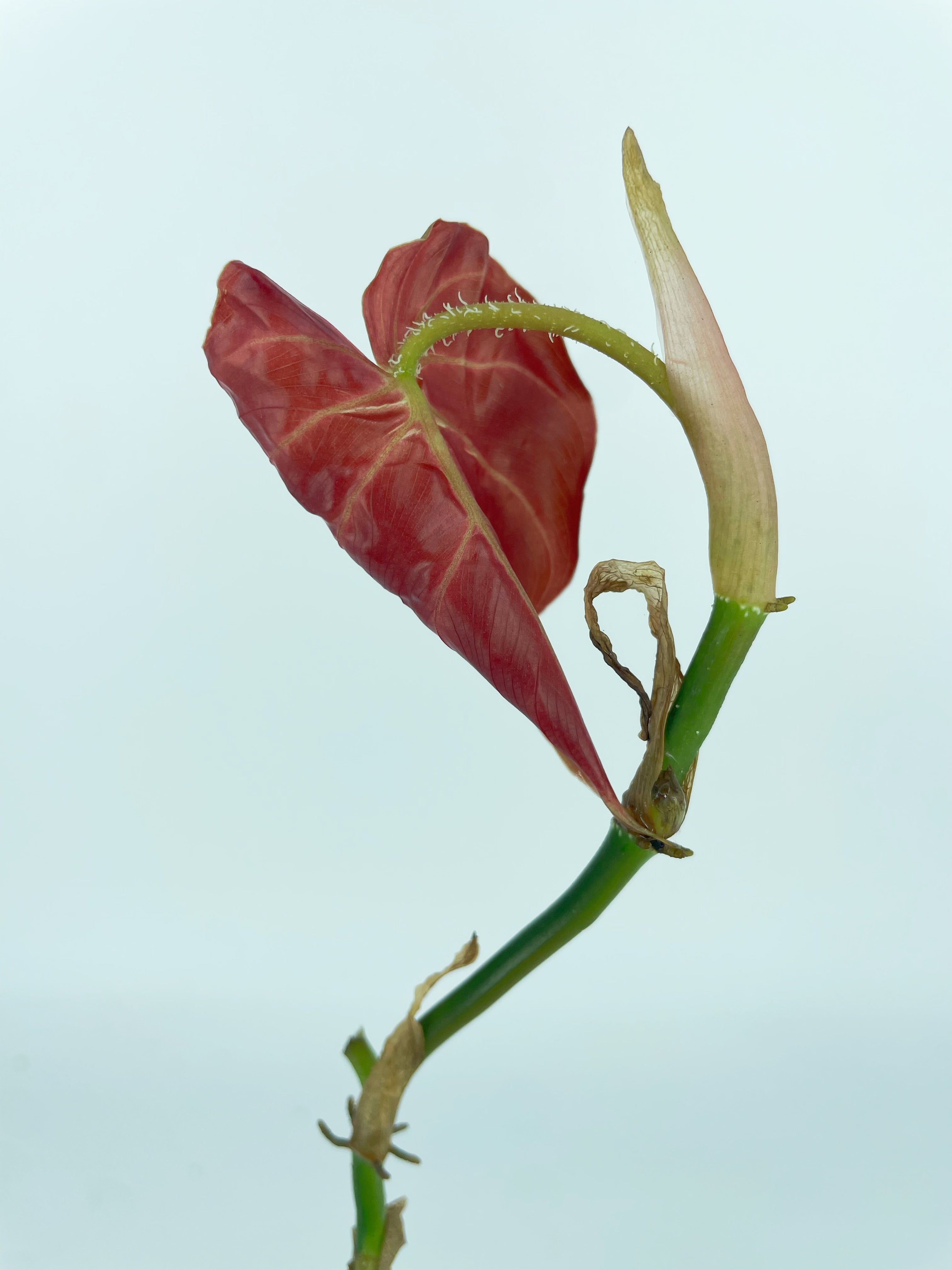 Philodendron Amazon Sunset