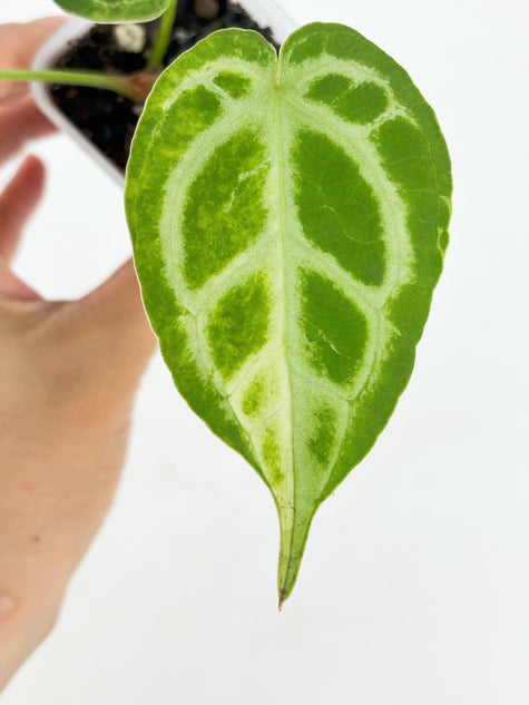 Anthurium Crystallinum Var@BC Warehouse