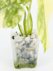 Monstera Legacy @BC Warehouse