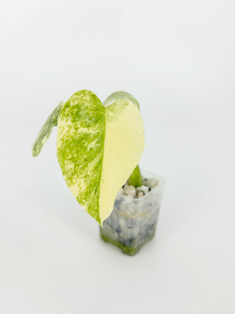 Monstera Legacy @BC Warehouse