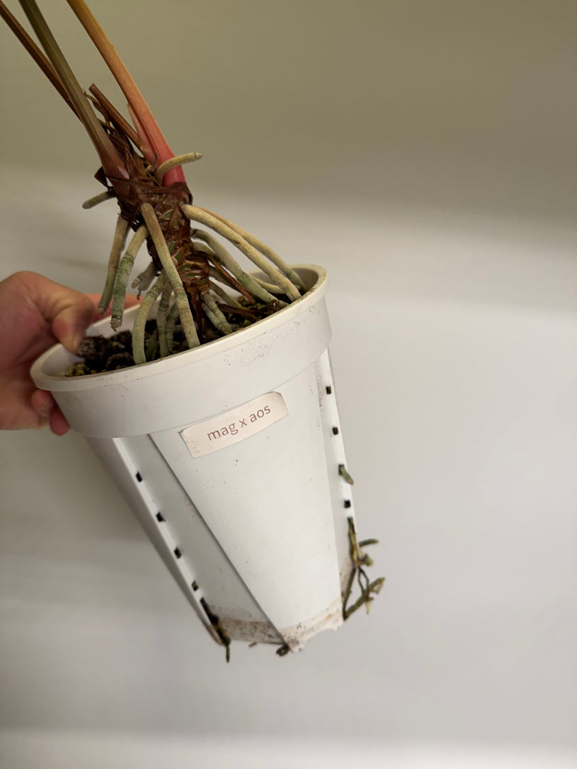 Anthurium Magnificum x AOS (Tezula Dark form)*Pick up& GTA Local Delivery Only*