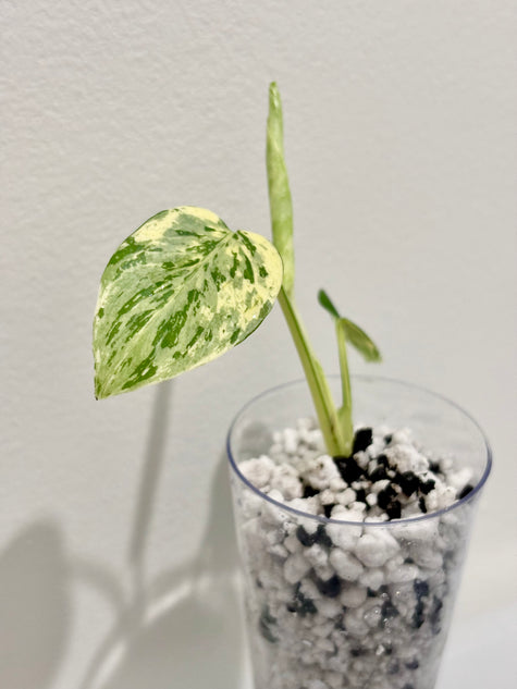 [Preorder] Monstera Bulbasaur @BC Warehouse