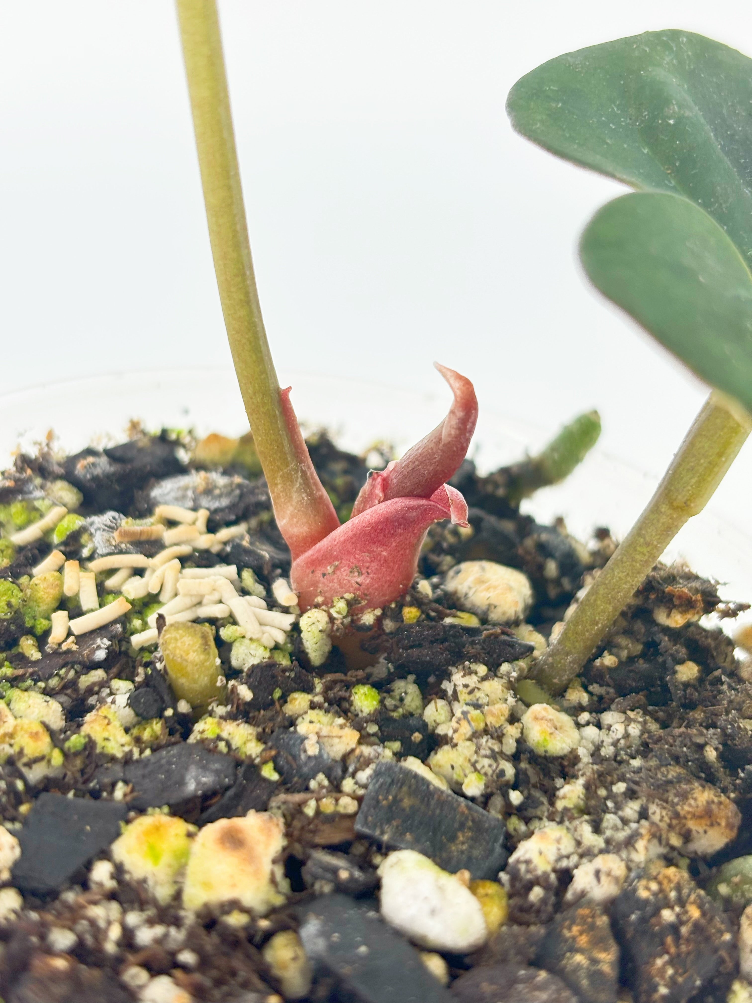 Anthurium King of Spades KOS @BC Warehouse