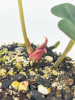Anthurium King of Spades KOS @BC Warehouse