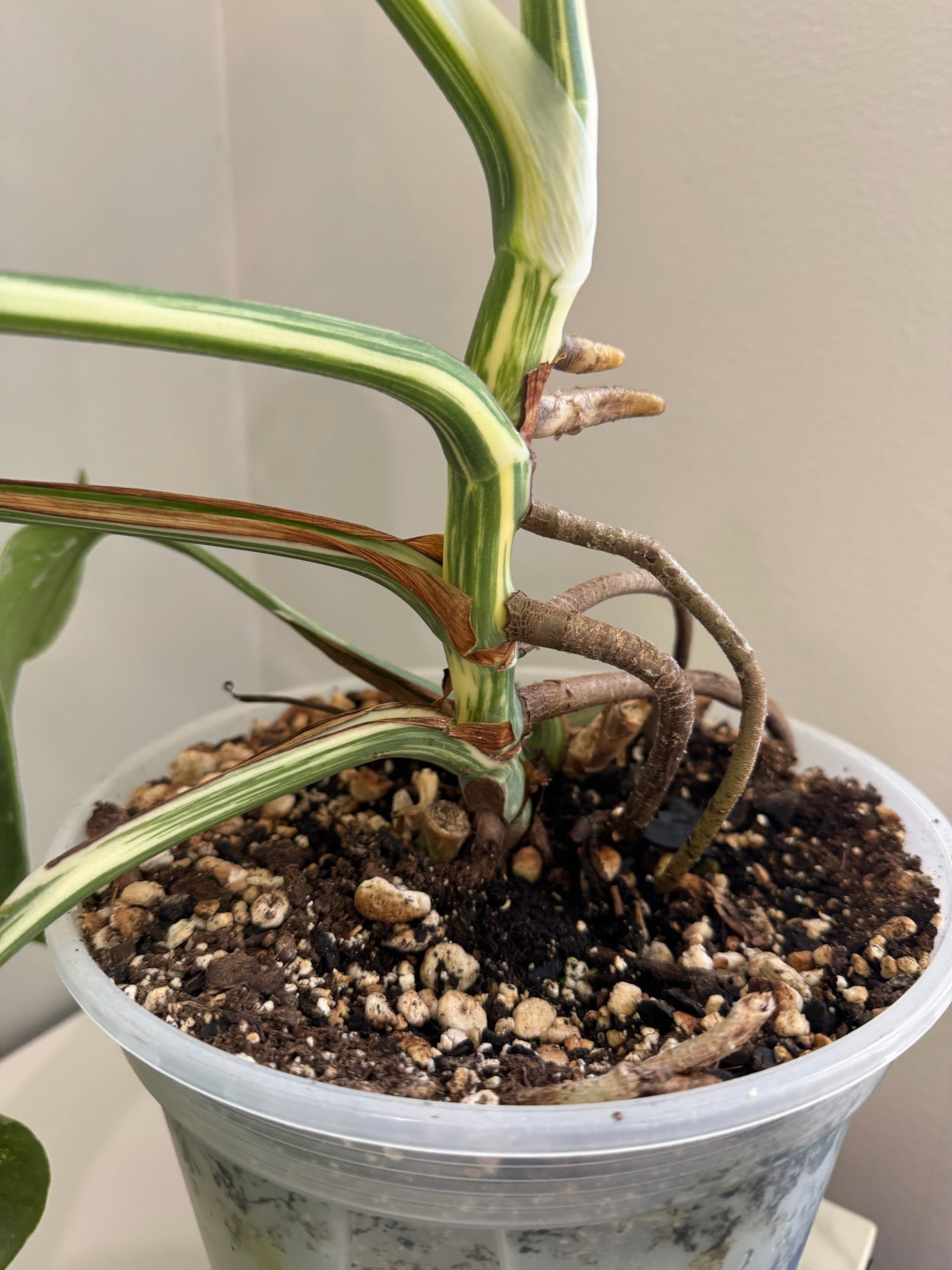 Monstera Albo Holland @ON Warehouse *Pick Up &GTA Delivery Only*
