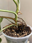 Monstera Albo Holland @ON Warehouse *Pick Up &GTA Delivery Only*