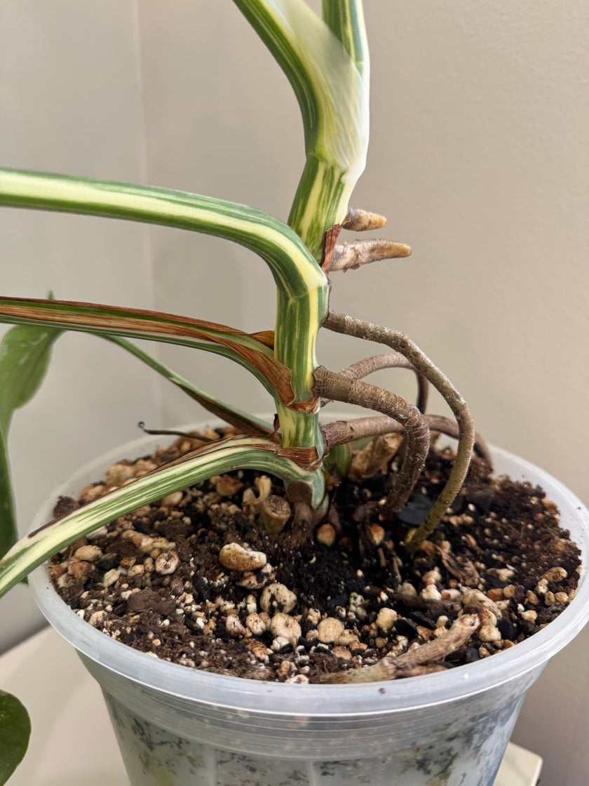 Monstera Albo Holland @ON Warehouse *Pick Up &GTA Delivery Only*