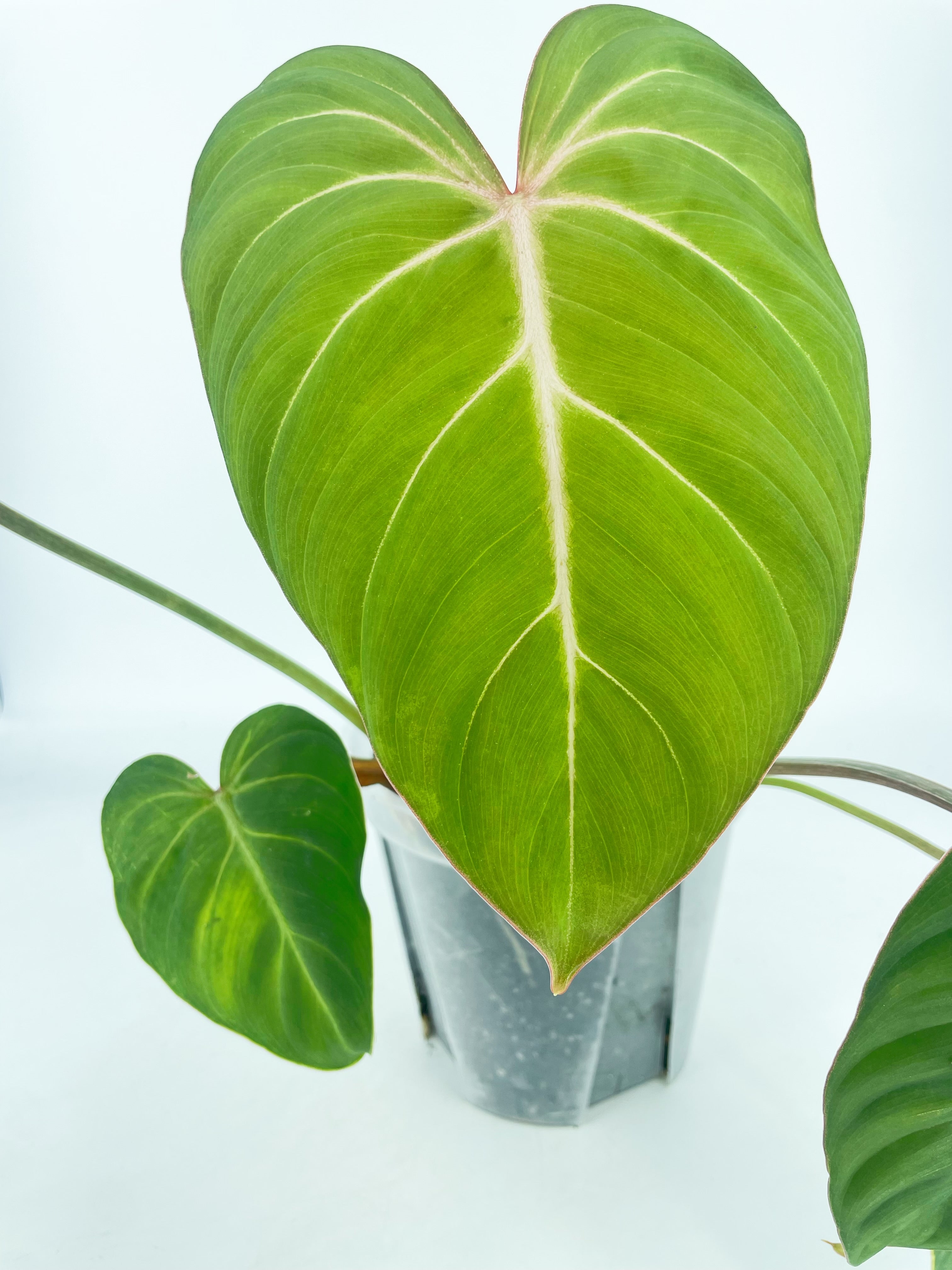 Philodendron Gloriosum *Pick up& Local Delivery Only*