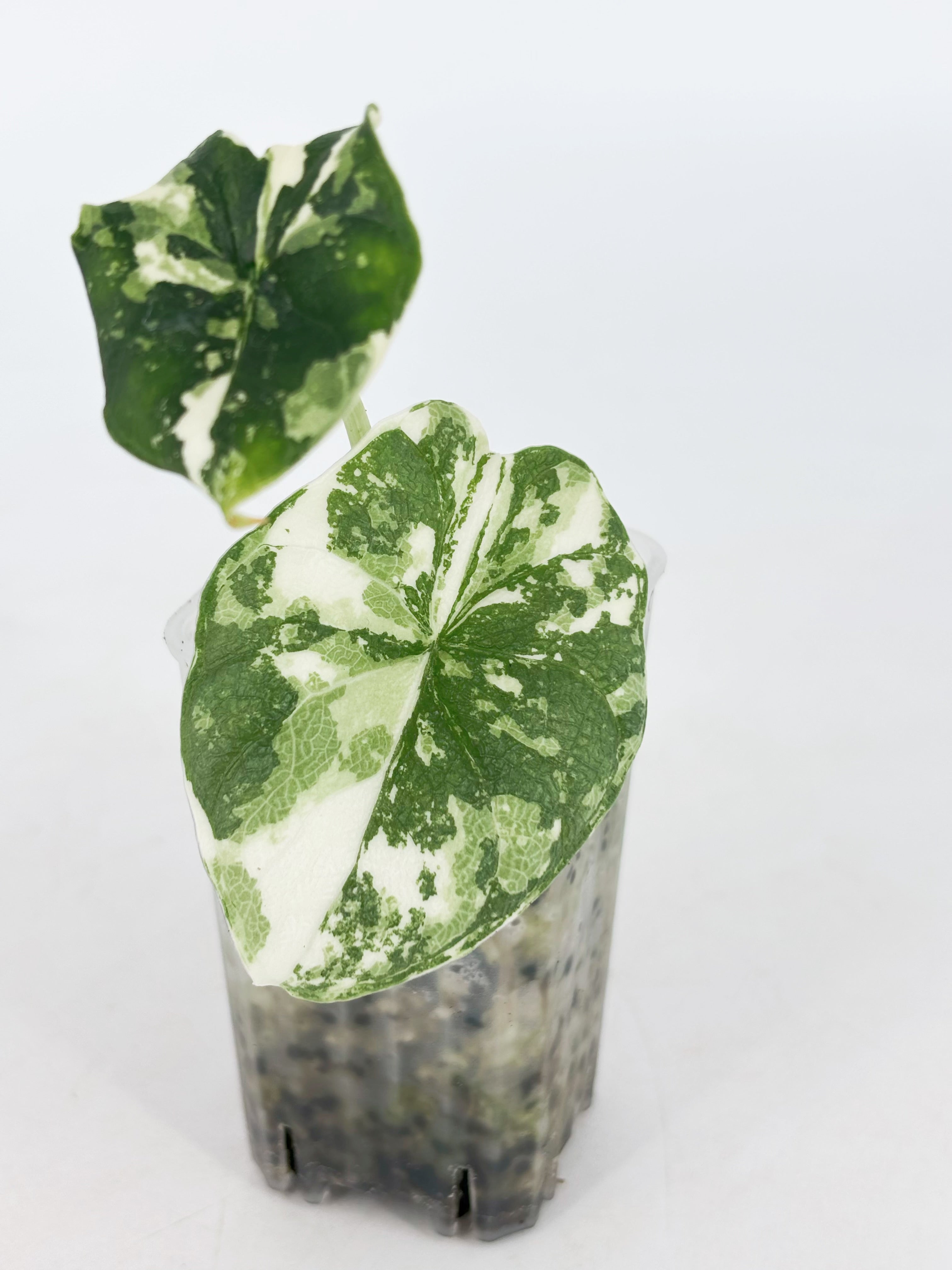 Alocasia Melo Albo@BC Warehouse