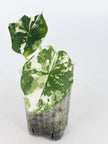 Alocasia Melo Albo@BC Warehouse