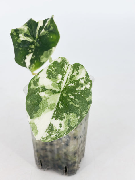 Alocasia Melo Albo@BC Warehouse