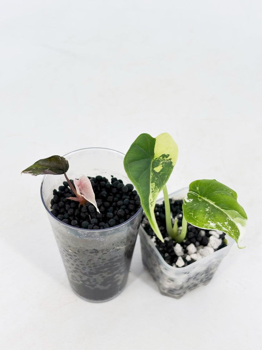 Alocasia Combo (Chantrieri Pink & Dragon Scale Albo)