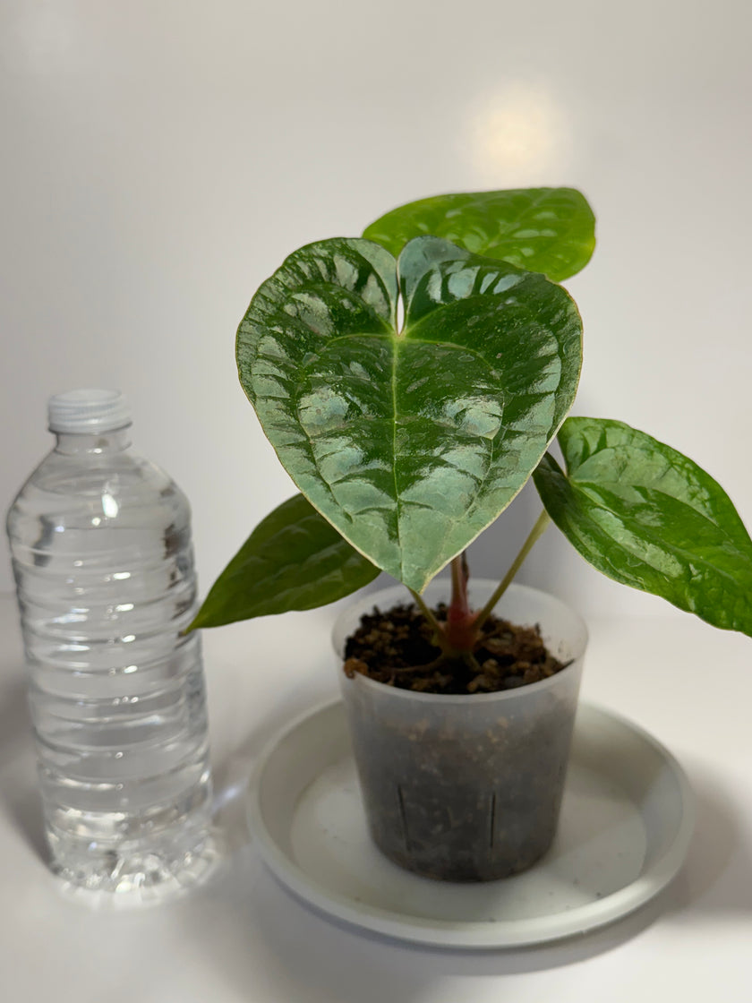 Anthurium Lux x Dark Crystallinum