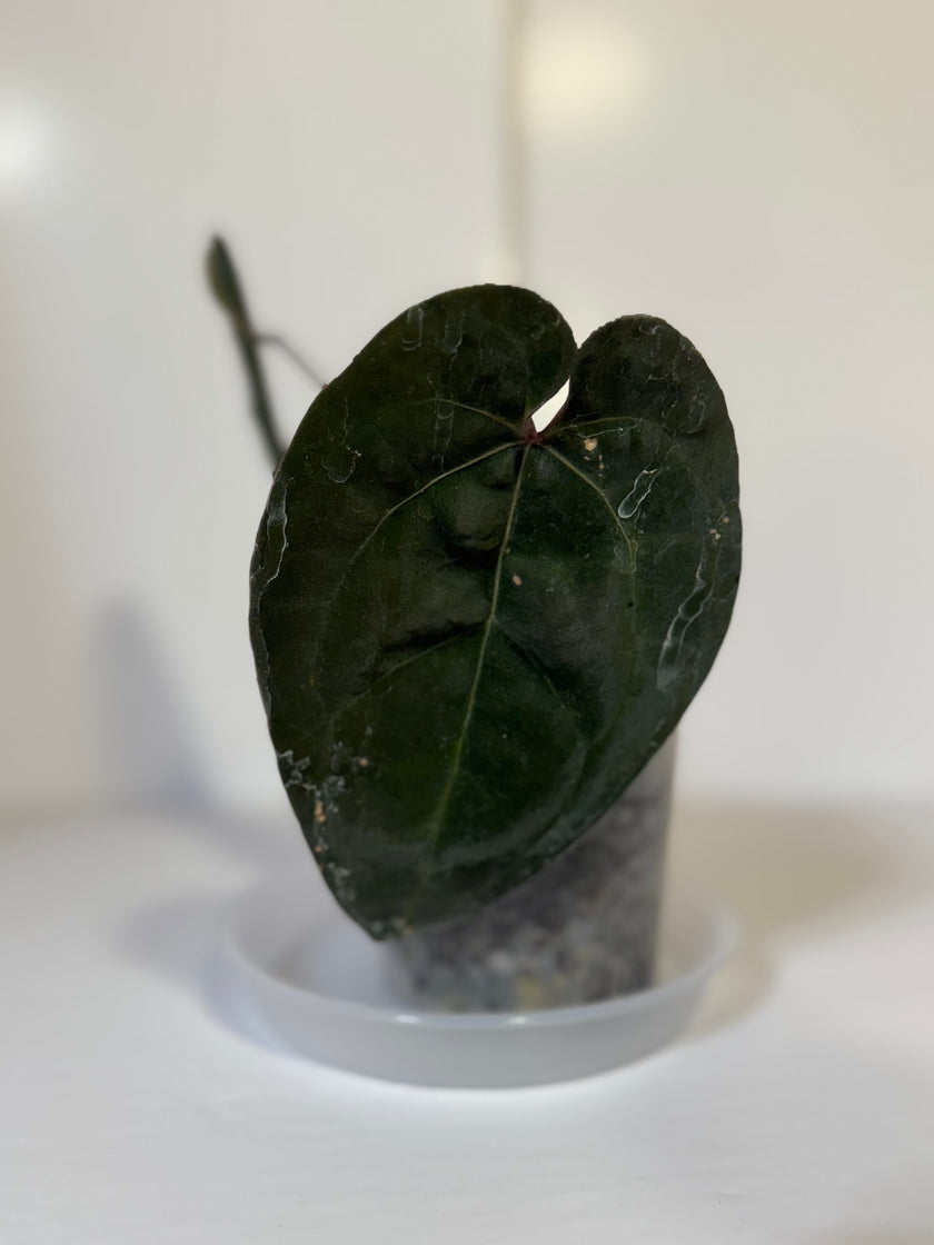 Anthurium Ace of Spades (Tezula dark form)