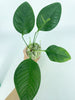 Anthurium Claudiae