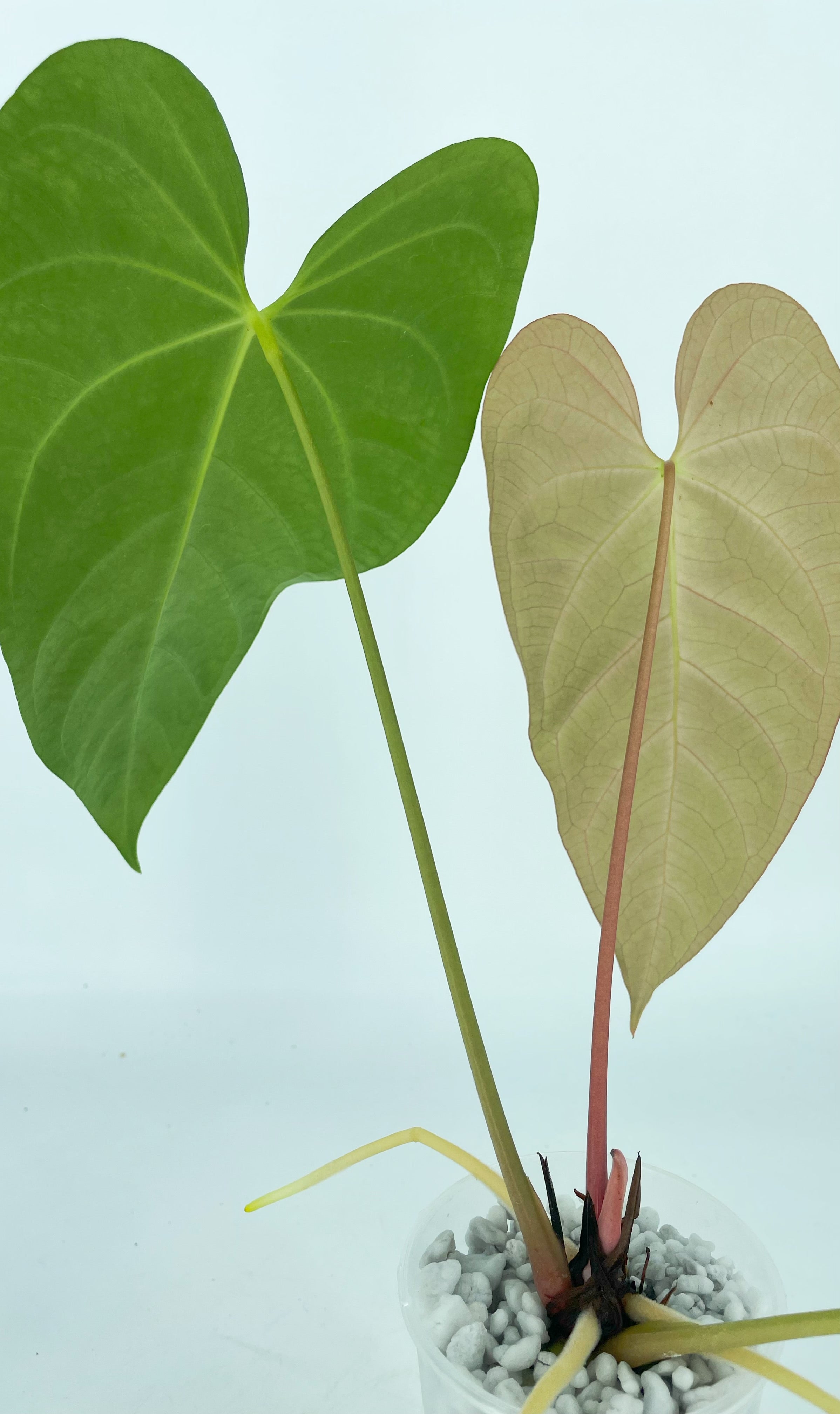 Anthurium Magnificum x Portillae *Pick Up & Local Delivery Only*