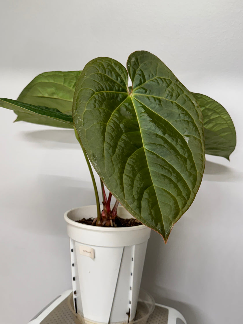 Anthurium Lux x Dark Crystallinum XXL *Pick Up&Local Delivery Only*