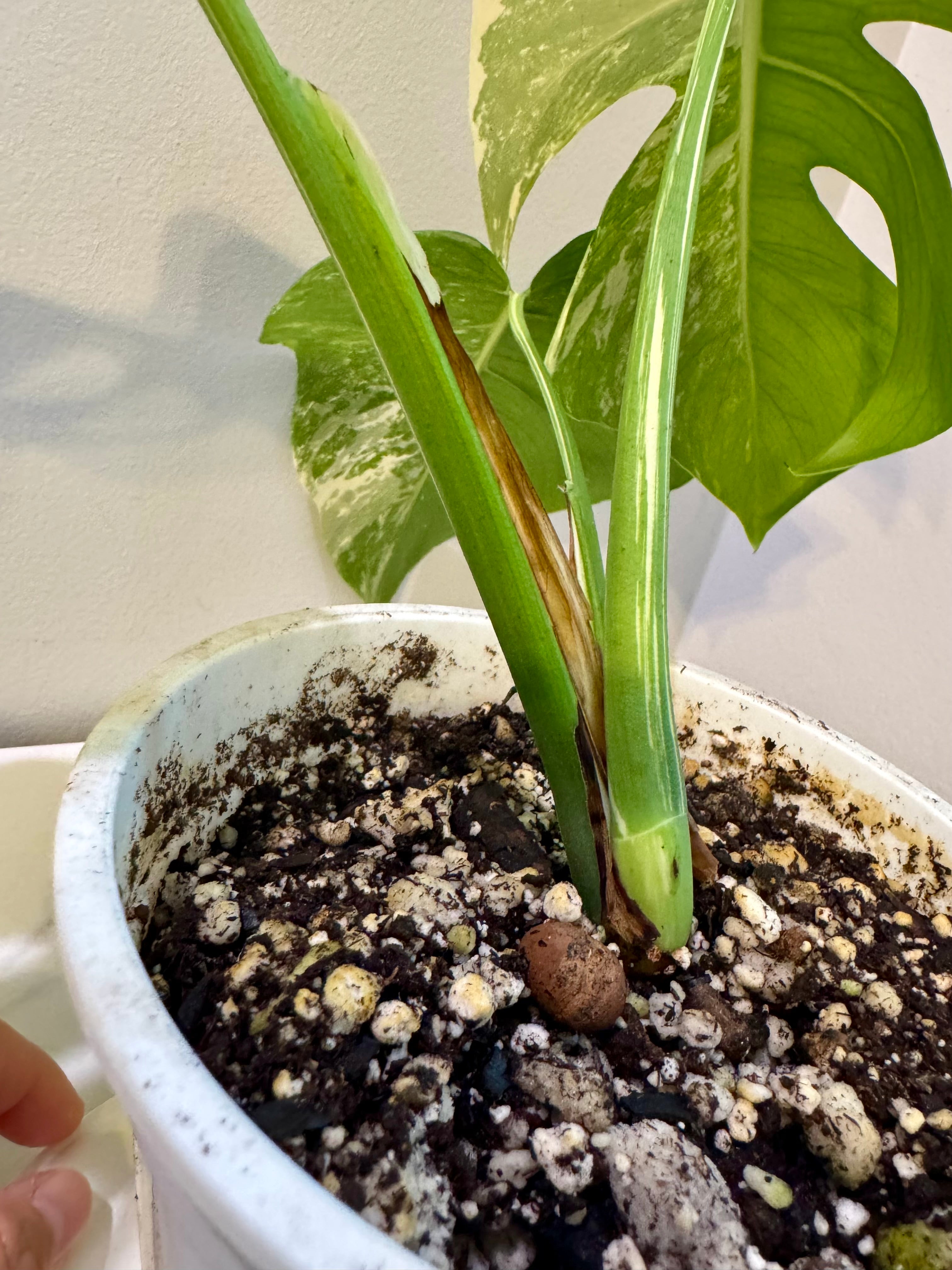 Monstera Albo