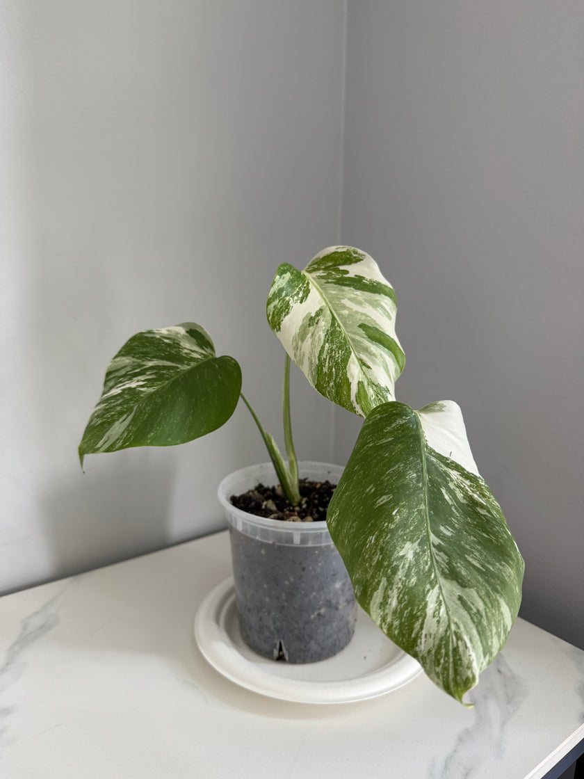 Monstera Albo