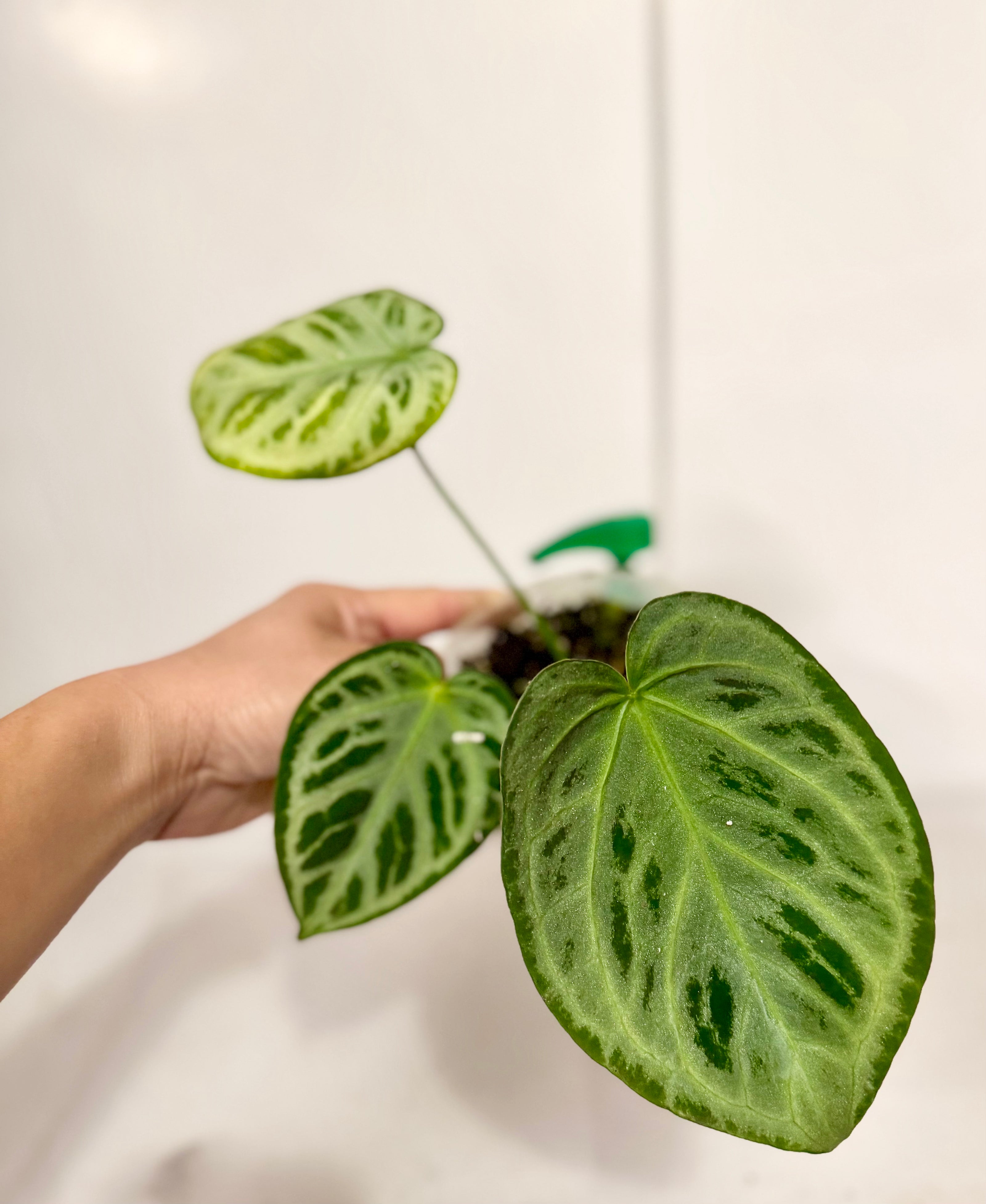 *Grower’s Choice* Anthurium Silver Blush