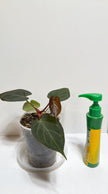 Anthurium King of Spades KOS@Markham Warehouse