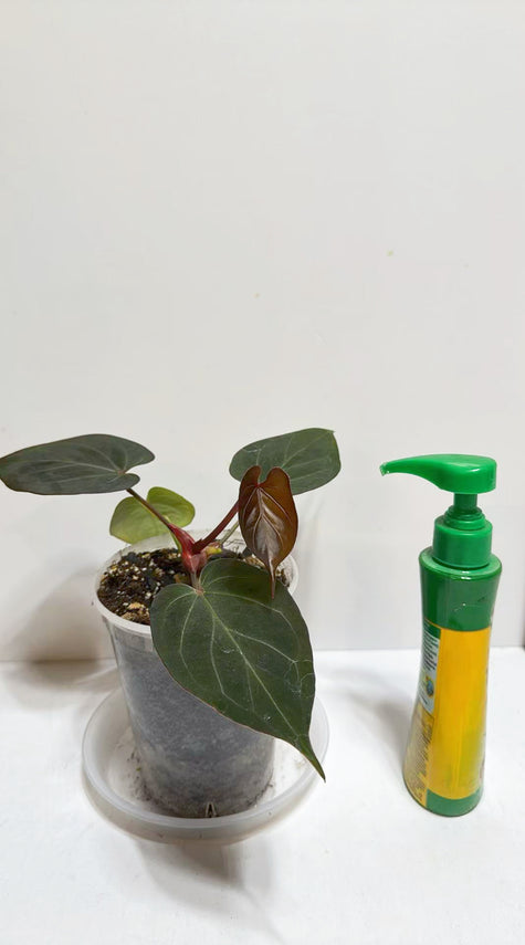 Anthurium King of Spades KOS@Markham Warehouse