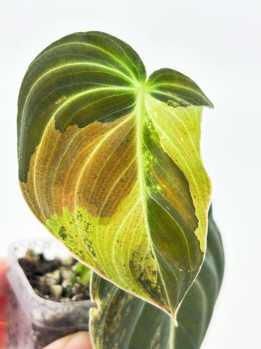 Philodendron Melanochrysum Var @BC Warehouse