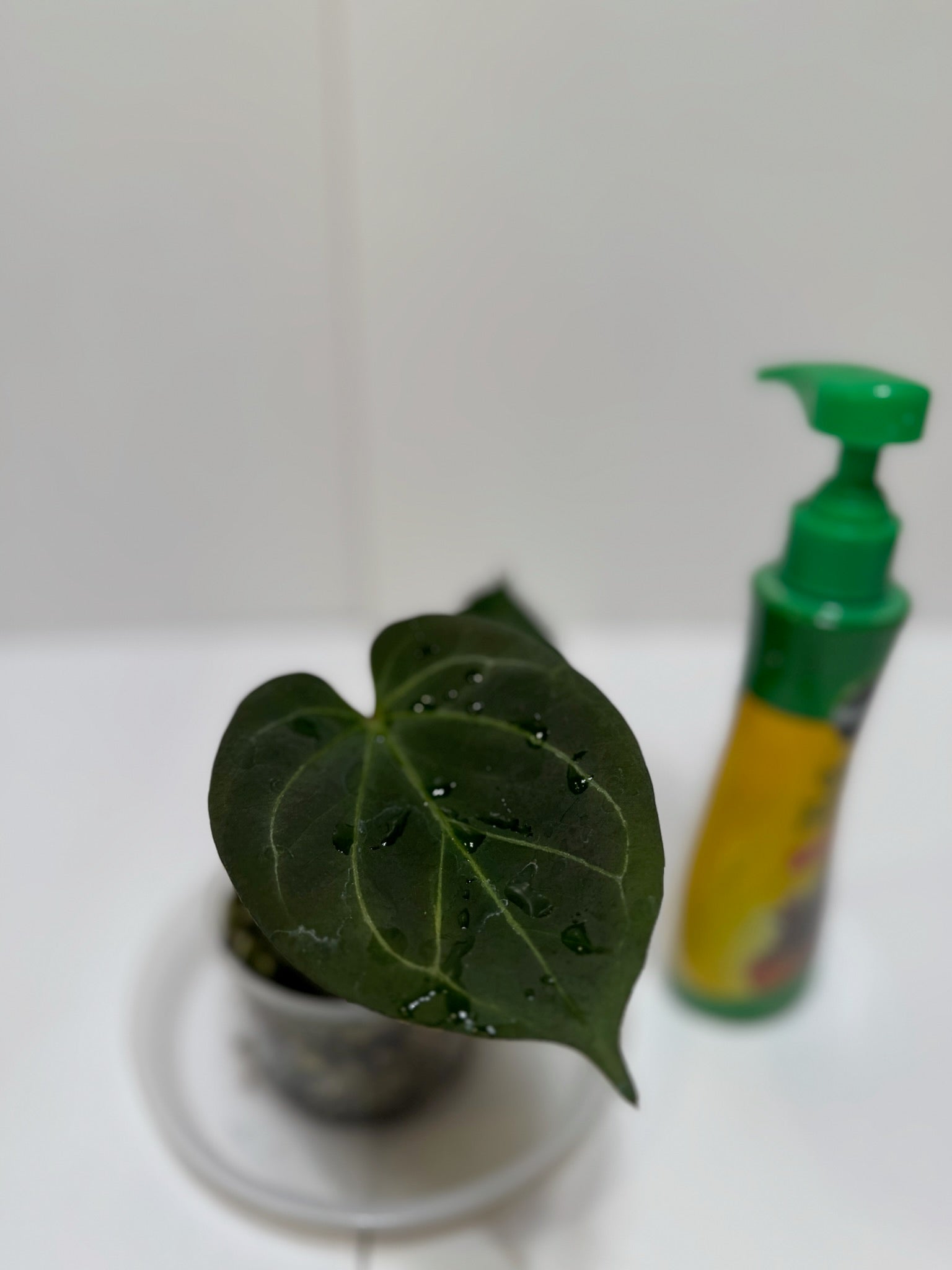 Anthurium King of Spades (KOS)