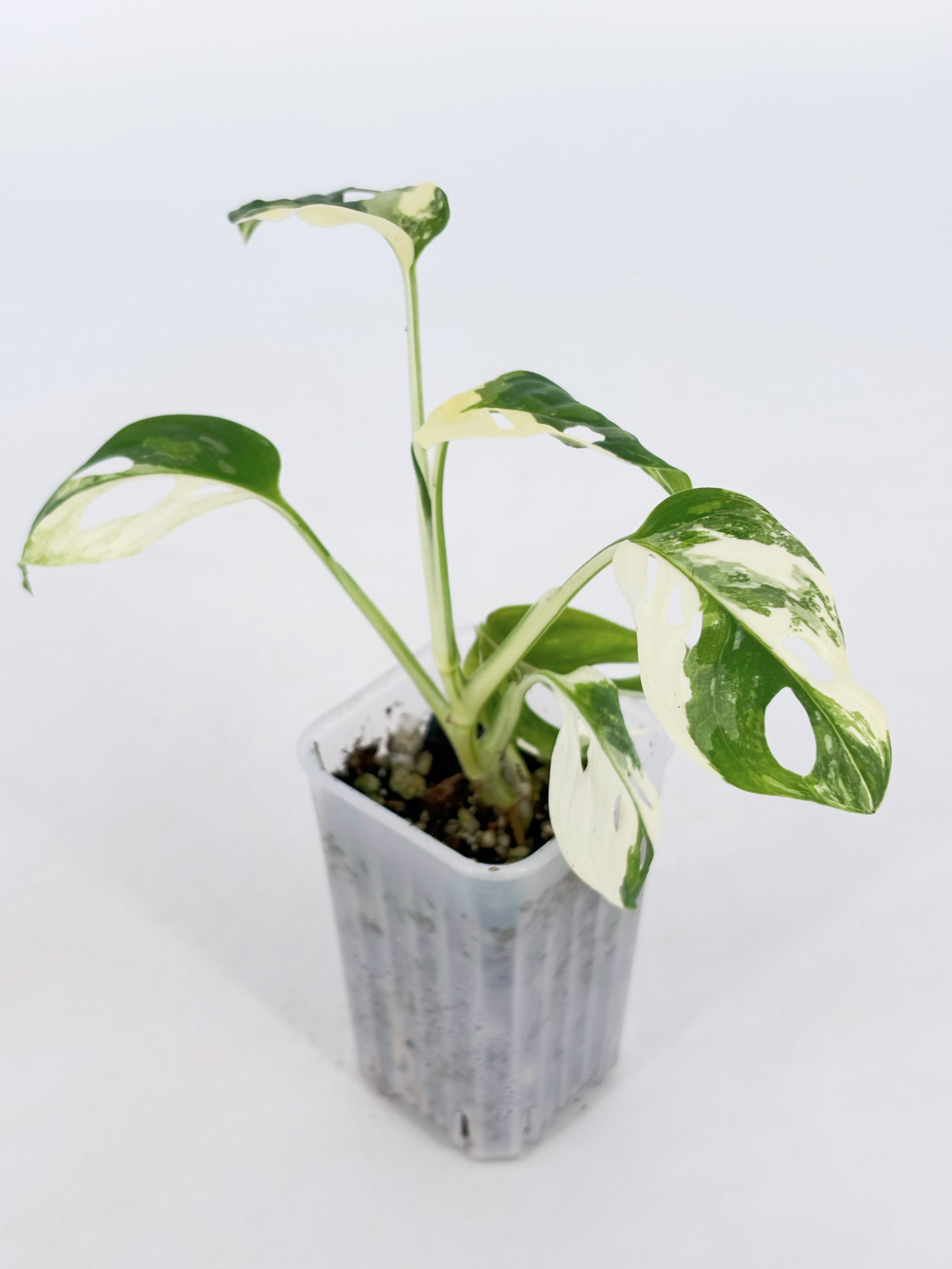 Monstera Adansonii Tricolor@BC Warehouse